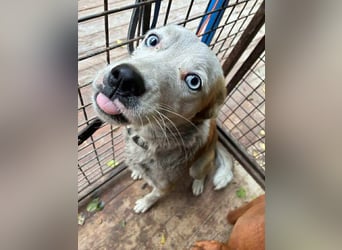 Prince, menschenbezogener Husky Mischling geb. 2023