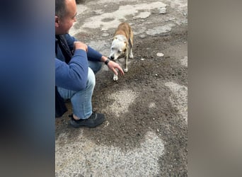 Prince, menschenbezogener Husky Mischling geb. 2023