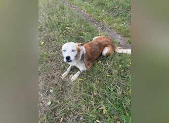 Prince, menschenbezogener Husky Mischling geb. 2023