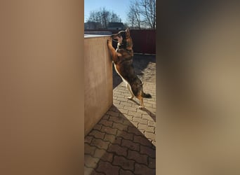 Catrina, familienfreundliche Husky MIschlingshündin geb. 01/2022