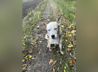 Prince, menschenbezogener Husky Mischling geb. 2023