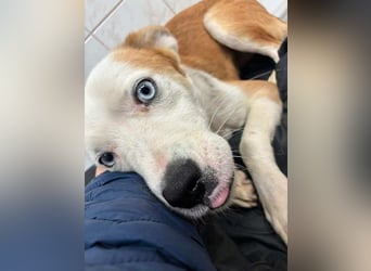 Prince, menschenbezogener Husky Mischling geb. 2023