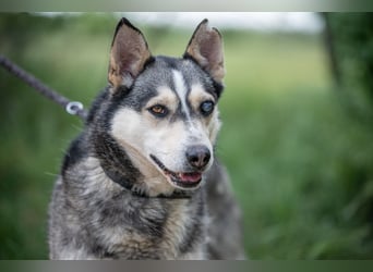 Dakota VA freundliche und liebevolle Husky Mix Hündin