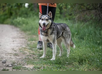 Dakota VA freundliche und liebevolle Husky Mix Hündin