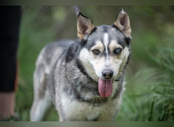Dakota VA freundliche und liebevolle Husky Mix Hündin
