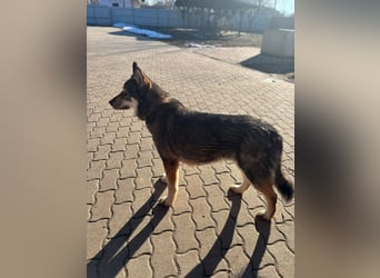 Catrina, familienfreundliche Husky MIschlingshündin geb. 01/2022