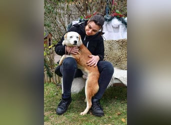 Prince, menschenbezogener Husky Mischling geb. 2023