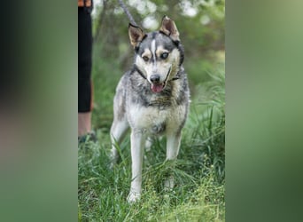 Dakota VA freundliche und liebevolle Husky Mix Hündin