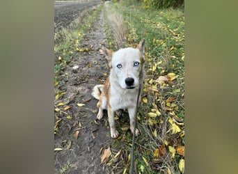 Prince, menschenbezogener Husky Mischling geb. 2023