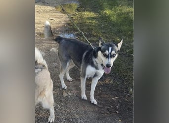 Dakota VA – aktiv, neugierig