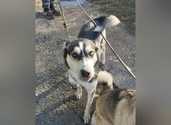 Dakota VA – aktiv, neugierig