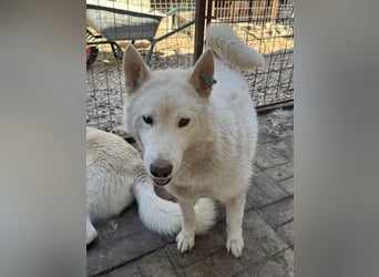 ♥NAJO♥ bezaubernder, wunderschöner, anhänglicher Husky-Rüde - ein wahrer Sonnenschein 54 cm