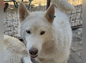 ♥NAJO♥ bezaubernder, wunderschöner, anhänglicher Husky-Rüde - ein wahrer Sonnenschein 54 cm