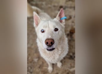 ♥NAJO♥ bezaubernder, wunderschöner, anhänglicher Husky-Rüde - ein wahrer Sonnenschein 54 cm