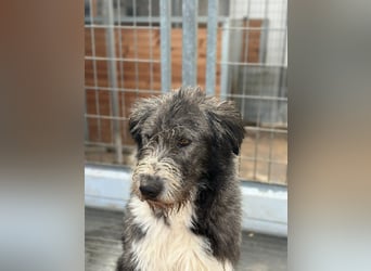 Der aufgeschlossene Fenris sucht seine Familie
