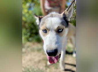 Sozialer, ausgeglichener Husky Mix, ca. 1 Jahr, kastriert