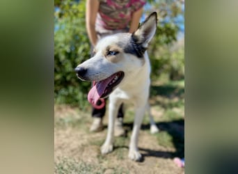 Sozialer, ausgeglichener Husky Mix, ca. 1 Jahr, kastriert