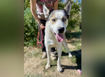 Sozialer, ausgeglichener Husky Mix, ca. 1 Jahr, kastriert