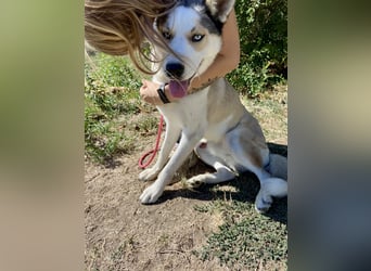 Sozialer, ausgeglichener Husky Mix, ca. 1 Jahr, kastriert