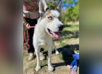 Sozialer, ausgeglichener Husky Mix, ca. 1 Jahr, kastriert