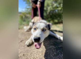 Sozialer, ausgeglichener Husky Mix, ca. 1 Jahr, kastriert