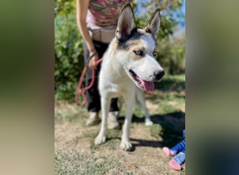 Sozialer, ausgeglichener Husky Mix, ca. 1 Jahr, kastriert