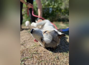Sozialer, ausgeglichener Husky Mix, ca. 1 Jahr, kastriert