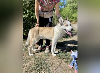 Sozialer, ausgeglichener Husky Mix, ca. 1 Jahr, kastriert