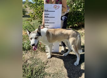 Sozialer, ausgeglichener Husky Mix, ca. 1 Jahr, kastriert