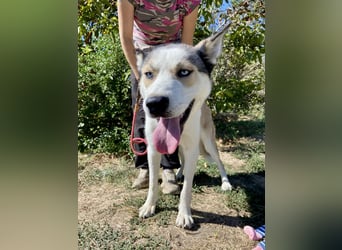 Sozialer, ausgeglichener Husky Mix, ca. 1 Jahr, kastriert