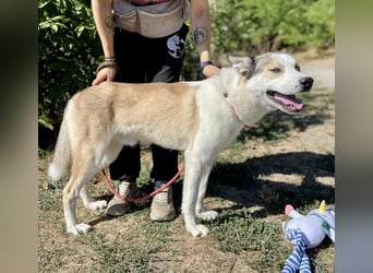 Sozialer, ausgeglichener Husky Mix, ca. 1 Jahr, kastriert