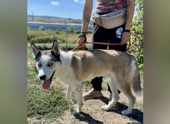 Sozialer, ausgeglichener Husky Mix, ca. 1 Jahr, kastriert