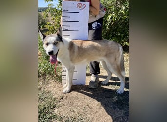 Sozialer, ausgeglichener Husky Mix, ca. 1 Jahr, kastriert