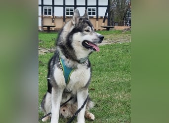 Siberian Husky Deckrüde