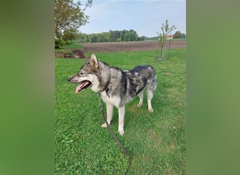 Siberian Husky Deckrüde