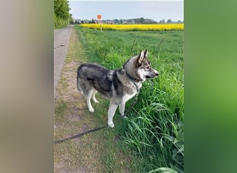 Siberian Husky Deckrüde