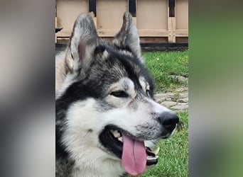 Siberian Husky Deckrüde