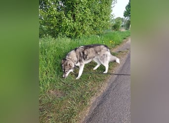 Siberian Husky Deckrüde