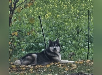 Siberian Husky Deckrüde