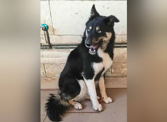 BLUE SKY - gerettet aus Horror Tötung Slatina, Ostern'22