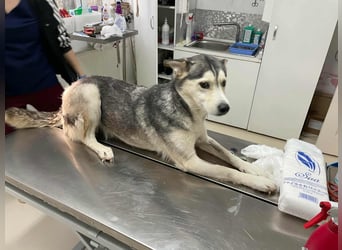 RHANJA ♥ - Gerettet aus Horror Tötung Slatina, Ostern'22