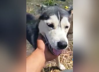 RHANJA ♥ - Gerettet aus Horror Tötung Slatina, Ostern'22