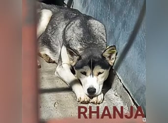 RHANJA ♥ - Gerettet aus Horror Tötung Slatina, Ostern'22