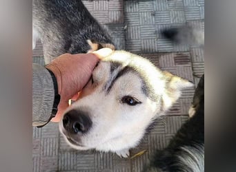 RHANJA ♥ - Gerettet aus Horror Tötung Slatina, Ostern'22