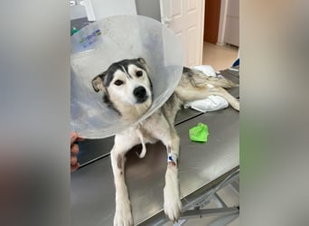 RHANJA ♥ - Gerettet aus Horror Tötung Slatina, Ostern'22