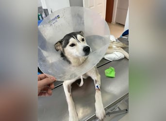 RHANJA ♥ - Gerettet aus Horror Tötung Slatina, Ostern'22