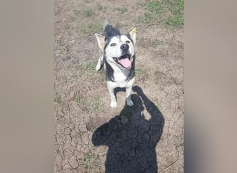 RHANJA ♥ - Gerettet aus Horror Tötung Slatina, Ostern'22