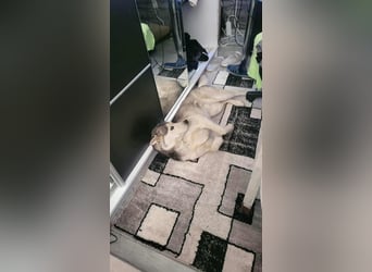 RHANJA ♥ - Gerettet aus Horror Tötung Slatina, Ostern'22