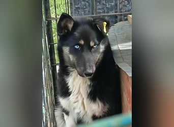 BLUE SKY - gerettet aus Horror Tötung Slatina, Ostern'22