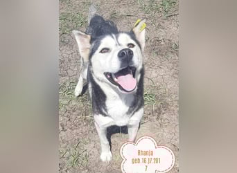 RHANJA ♥ - Gerettet aus Horror Tötung Slatina, Ostern'22